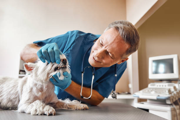 Best Emergency Dental Care for Broken or Chipped Teeth in Colonial Heights, VA